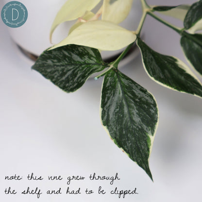 Hoya Polyneura Jasminka