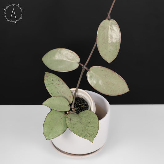 Hoya Silver Dollar