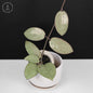 Hoya Silver Dollar