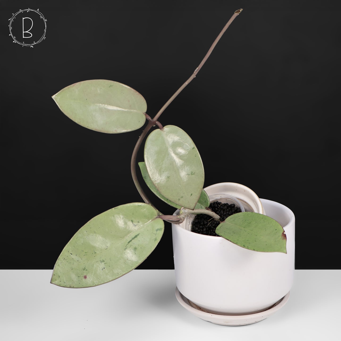 Hoya Silver Dollar