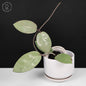 Hoya Silver Dollar
