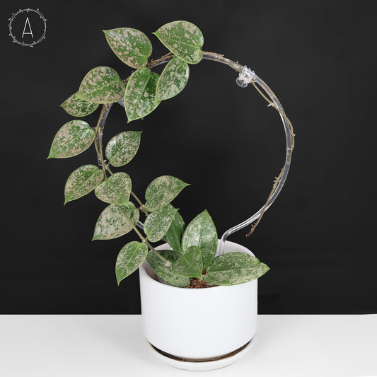 Hoya Verticillata Silver Heart Splash