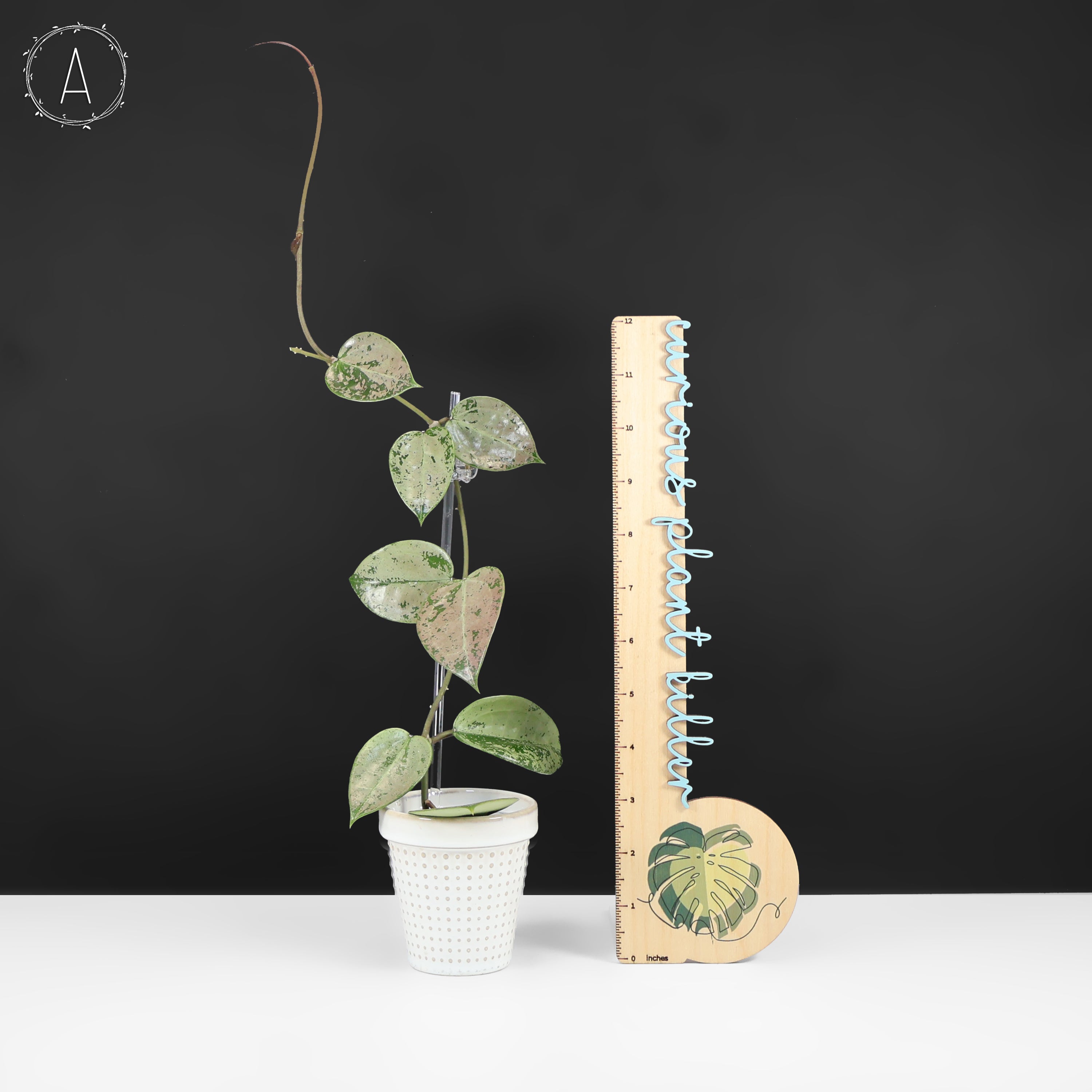 ホヤ　Hoya Veillata Silver Heart サクララン Hoya Verticillata Silver Heart Splash – Curious Plant Killer