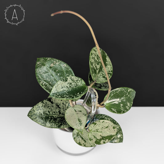 Hoya Verticillata Silver Heart Splash