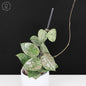 Hoya Verticillata Silver Heart Splash