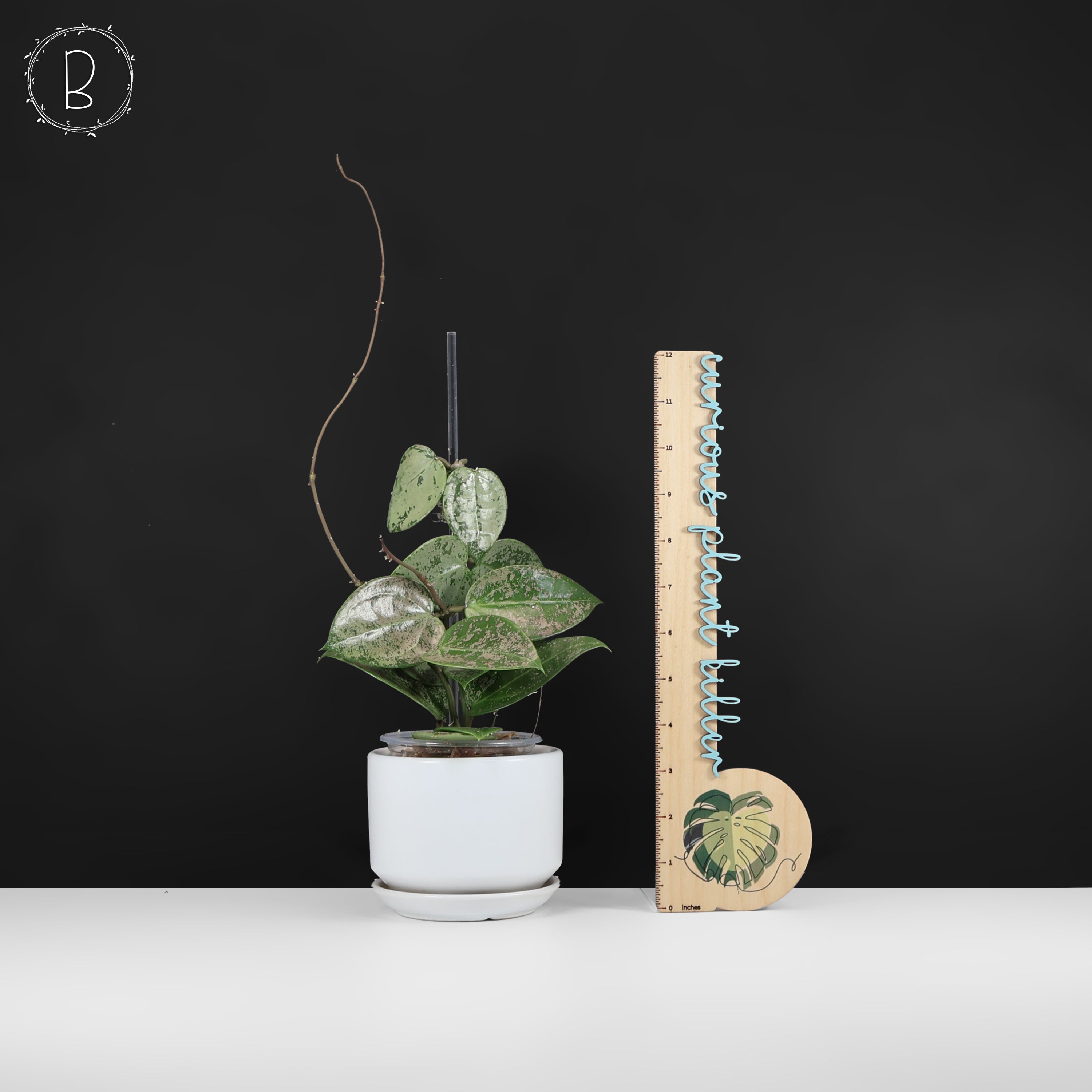 Hoya Verticillata Silver Heart Splash – Curious Plant Killer