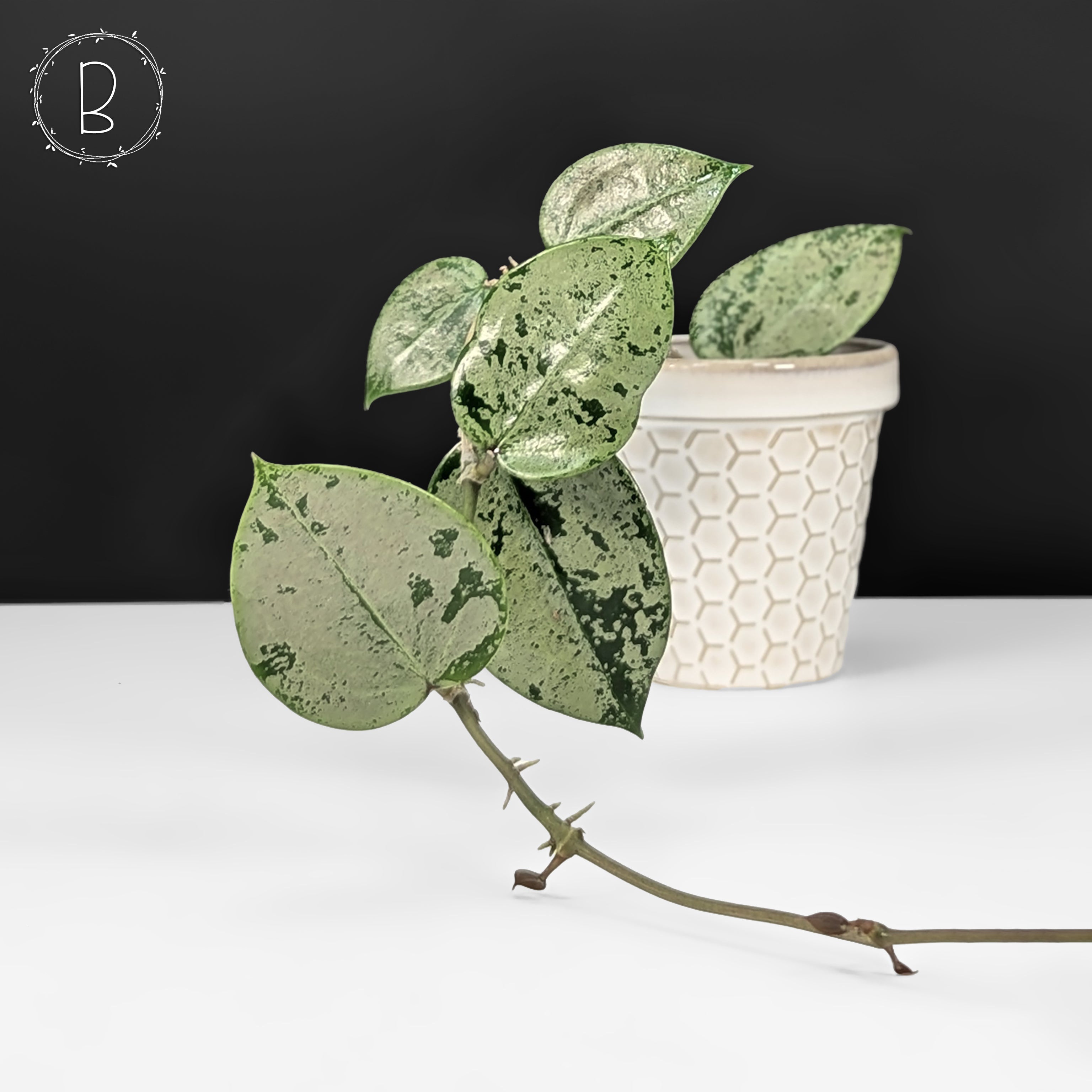 Hoya Verticillata Silver Heart Splash – Curious Plant Killer