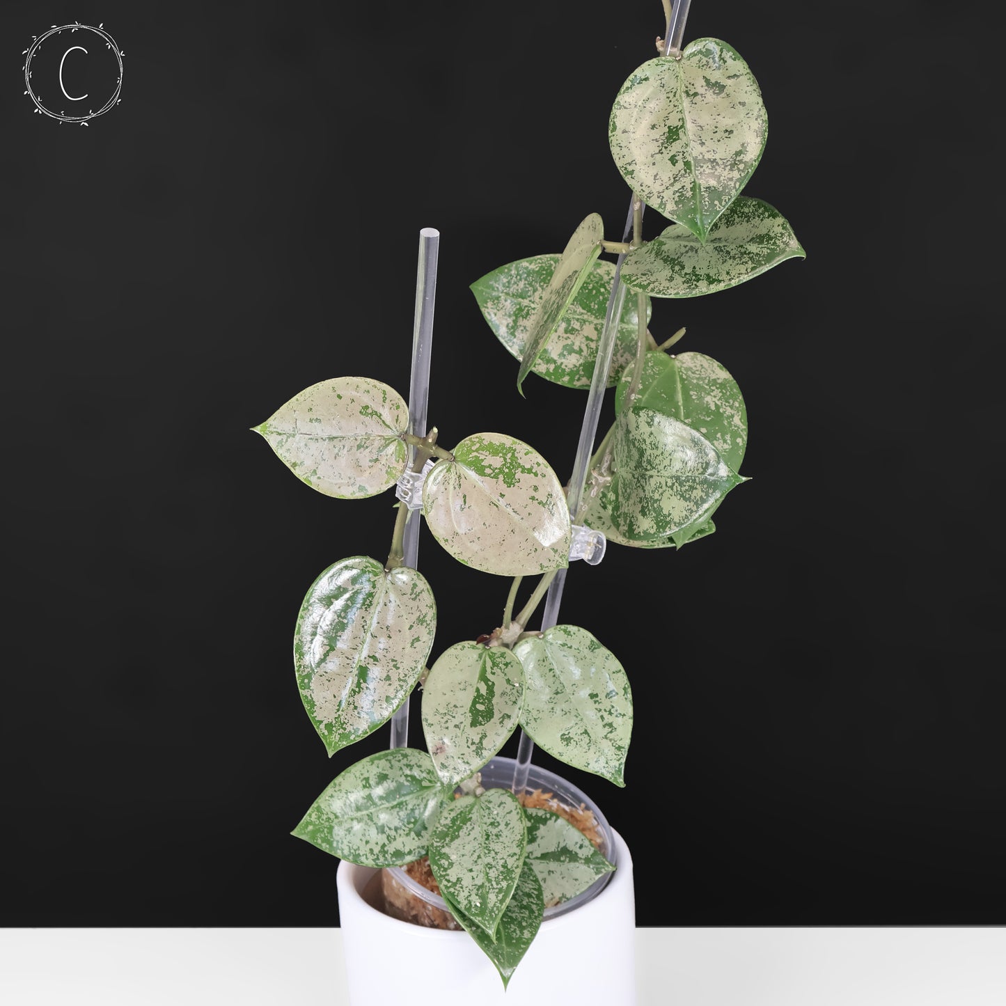 Hoya Verticillata Silver Heart Splash