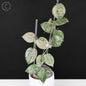 Hoya Verticillata Silver Heart Splash