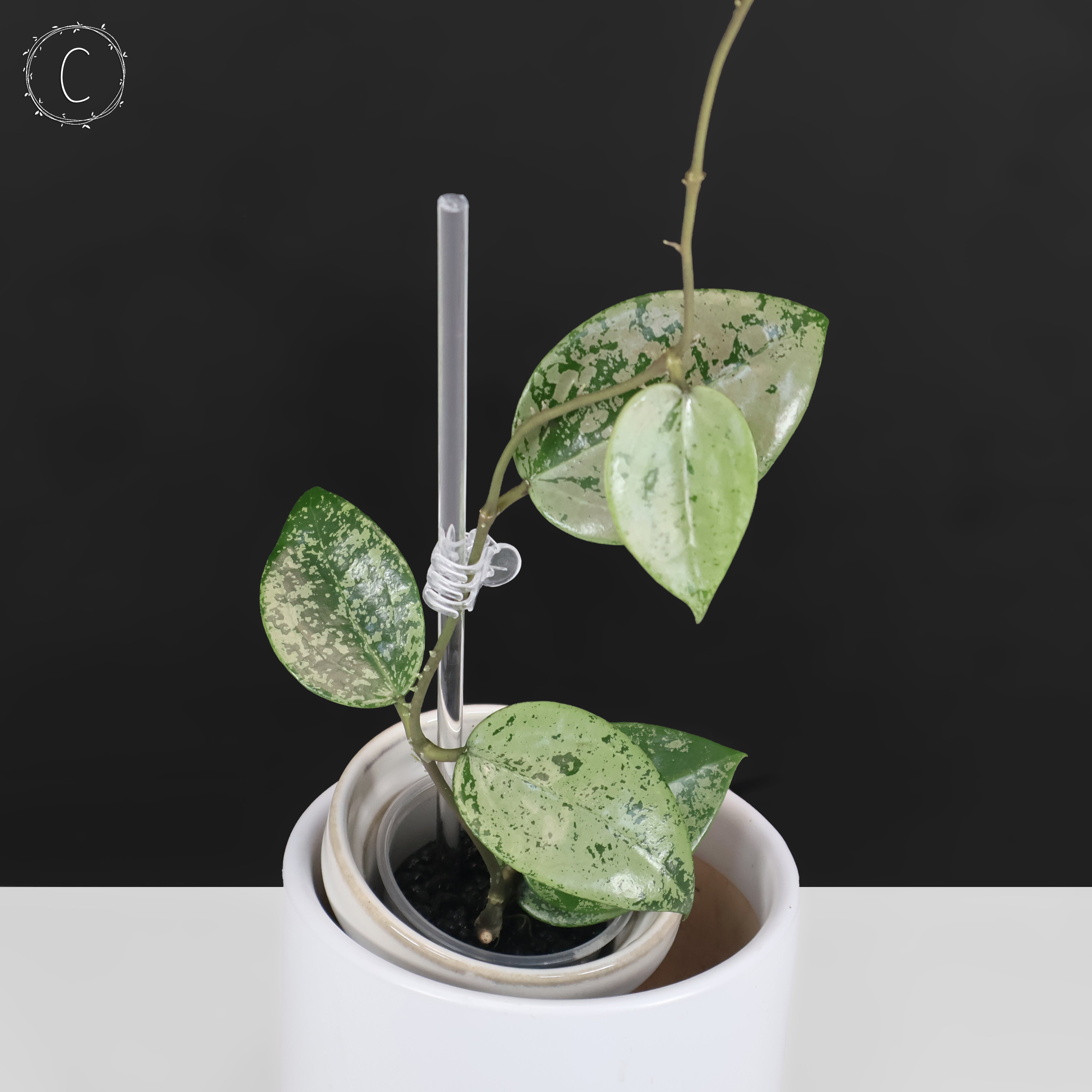 その他観葉植物 Hoya Veilata silver heart その他観葉植物 Hoya Veilata silver heart Hoya Verticillata Silver