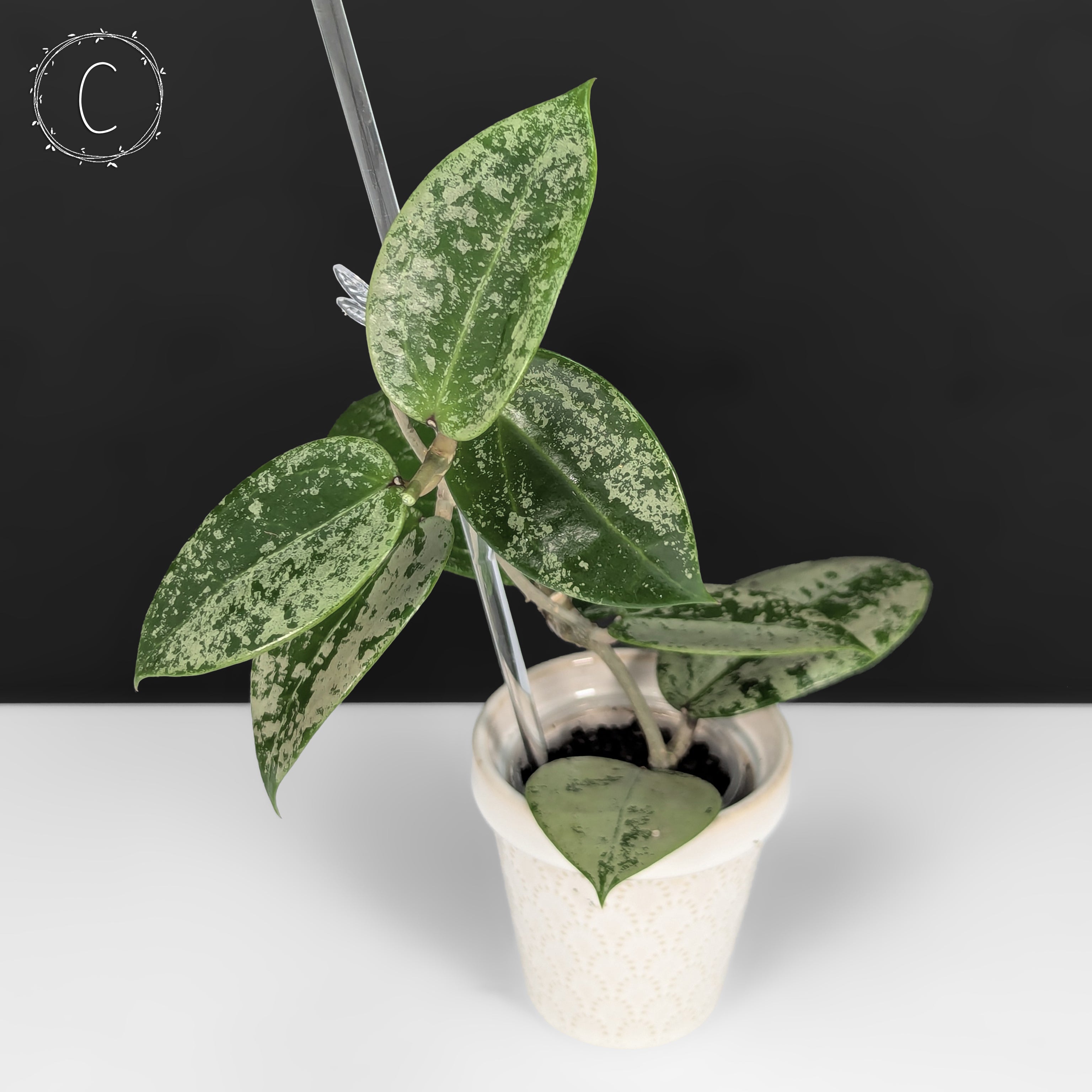 その他観葉植物 Hoya Veilata silver heart Hoya verticillata 'Silver Heart' – Hoya Cuttings