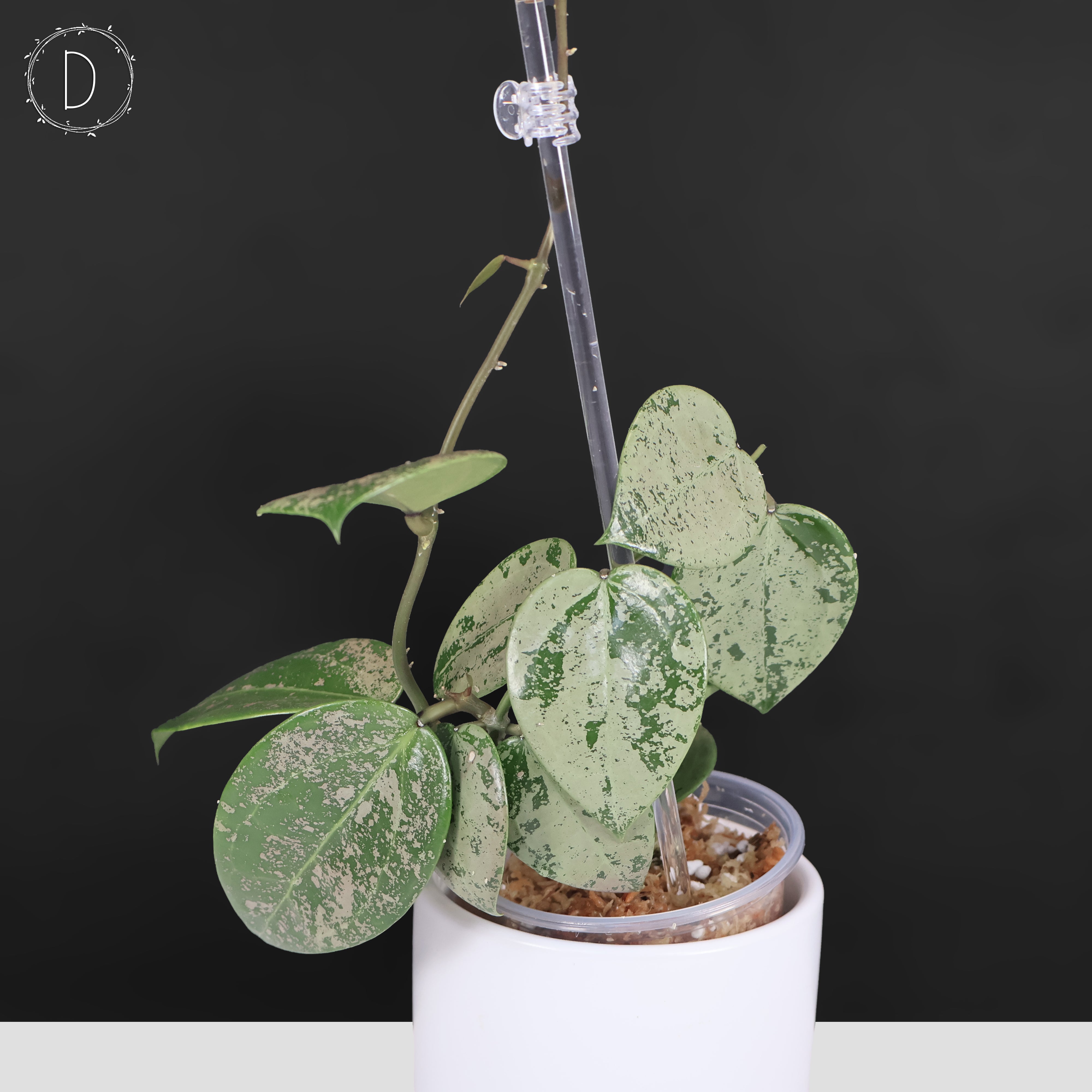 Hoya Verticillata Silver Heart Splash – Curious Plant Killer