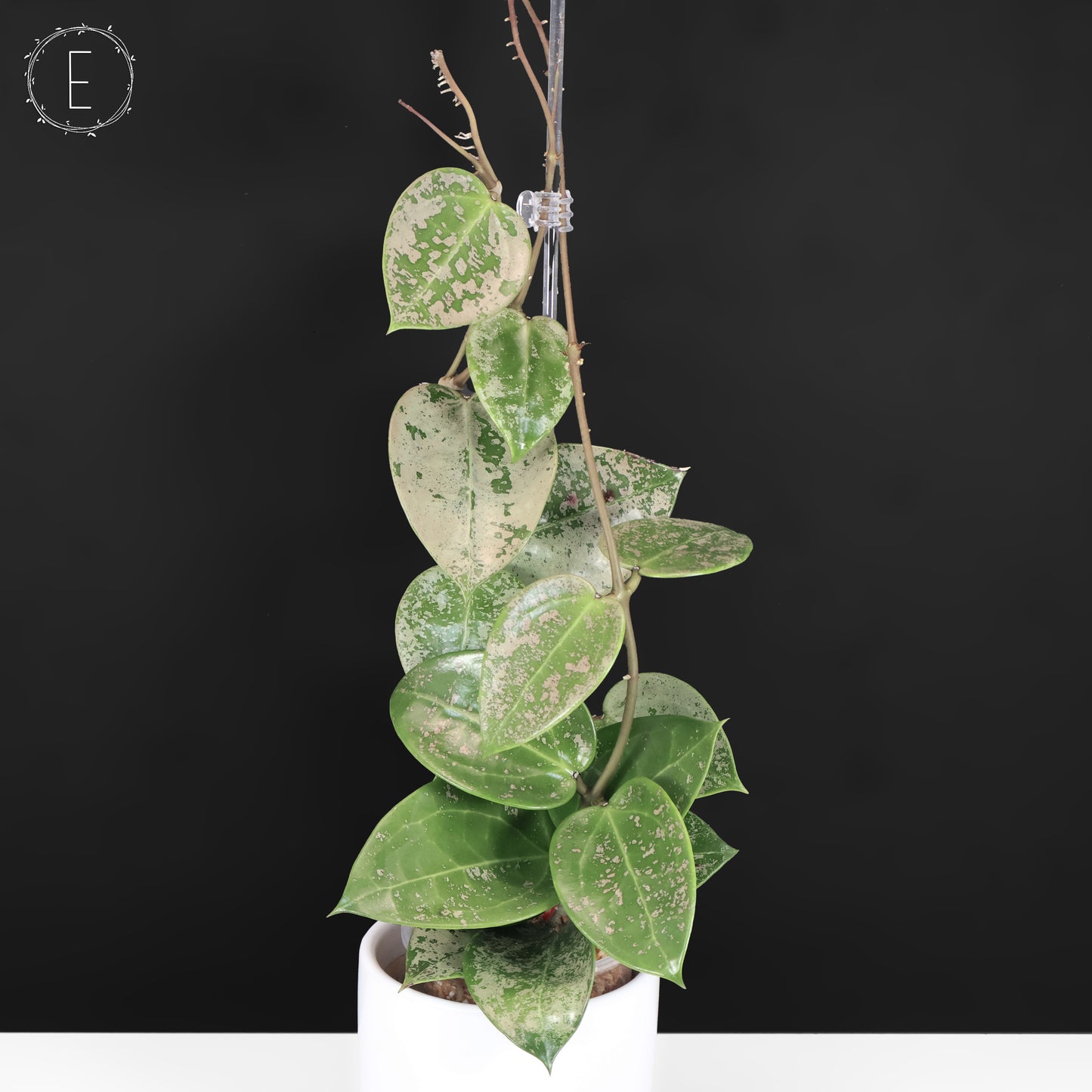 Hoya Verticillata Silver Heart Splash