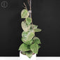 Hoya Verticillata Silver Heart Splash
