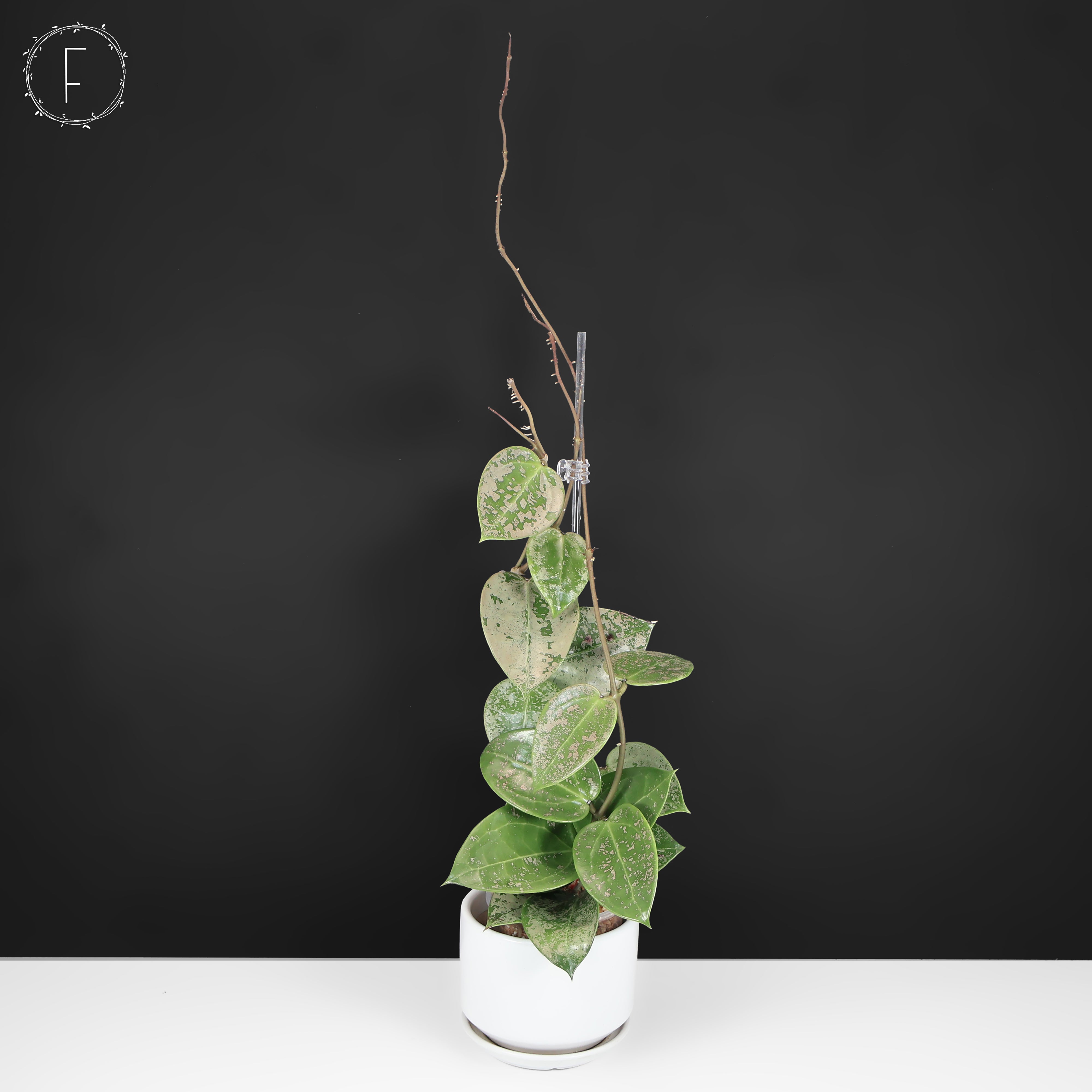 Hoya Verticillata Silver Heart Splash – Curious Plant Killer