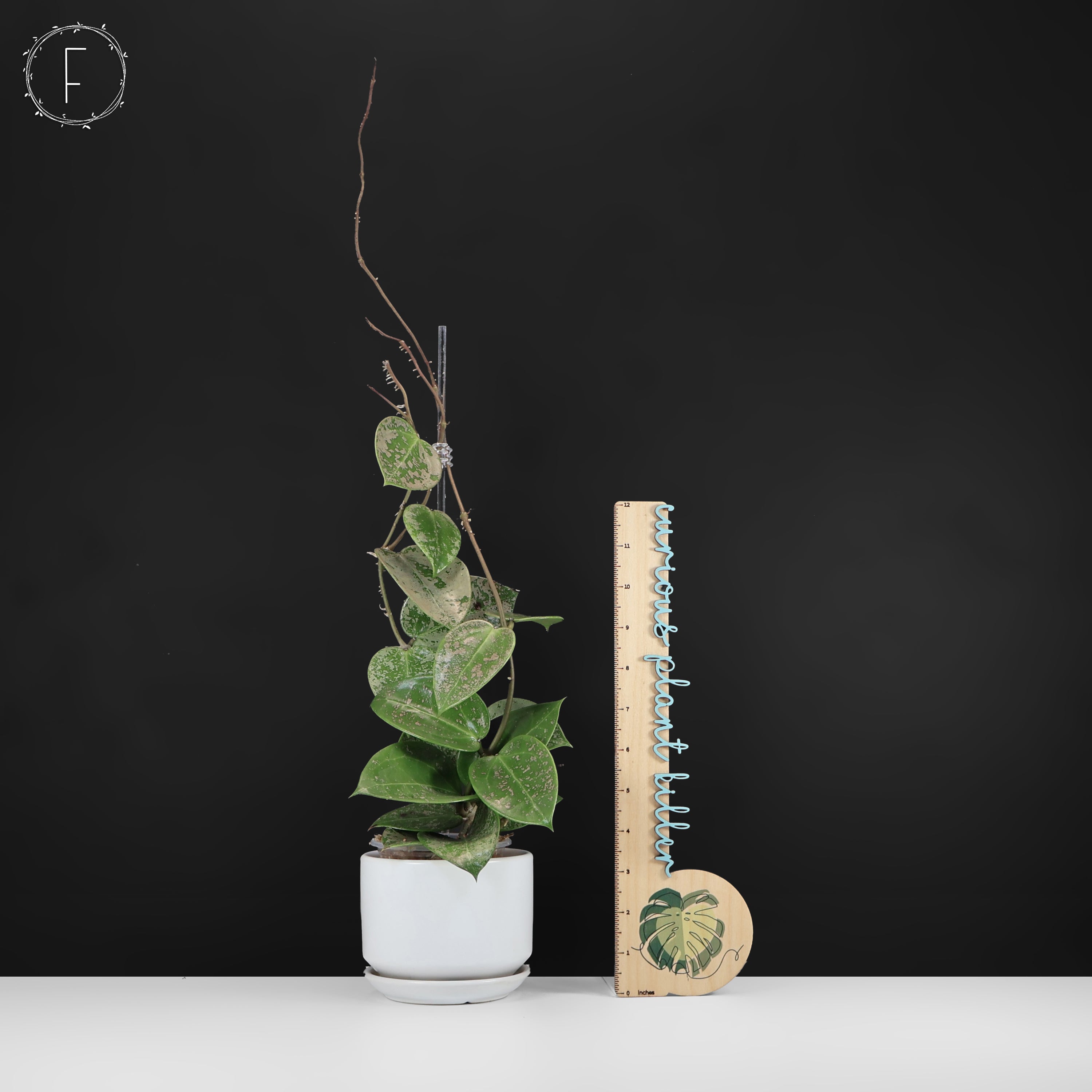 Hoya Verticillata Silver Heart Splash – Curious Plant Killer