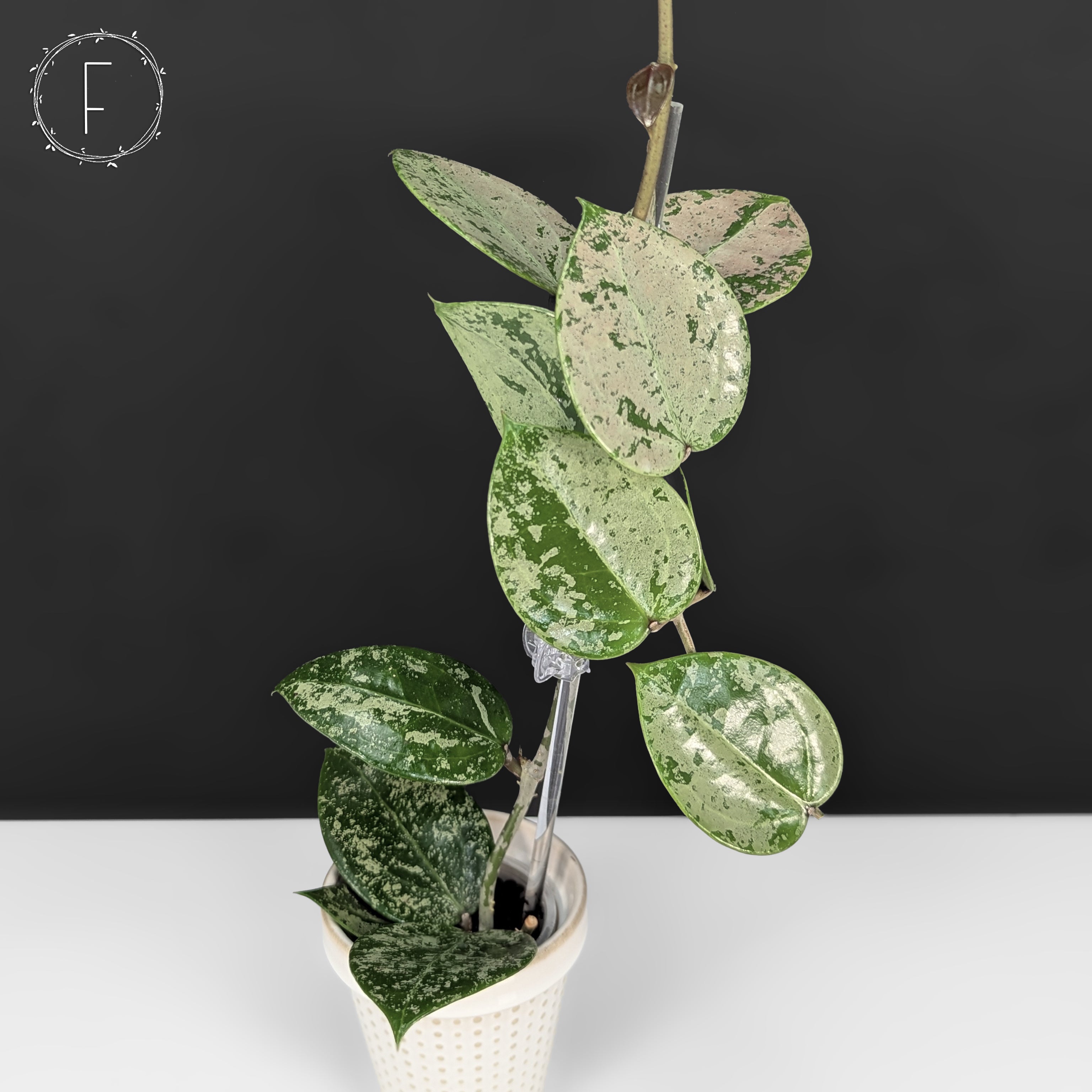 その他観葉植物 Hoya Veilata silver heart Rare) Hoya silver heart for sale - HappyForestStore