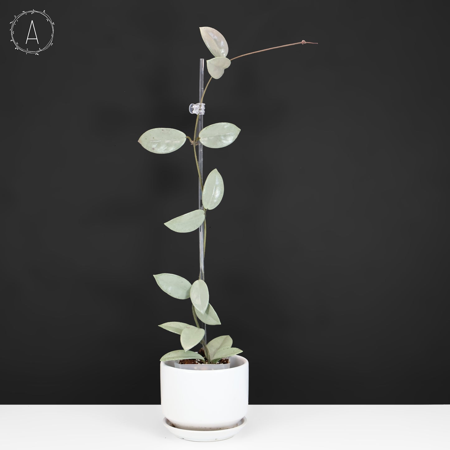 Hoya Wilbur Graves Silver