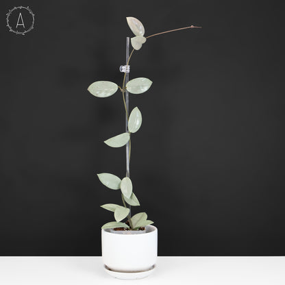 Hoya Wilbur Graves Silver