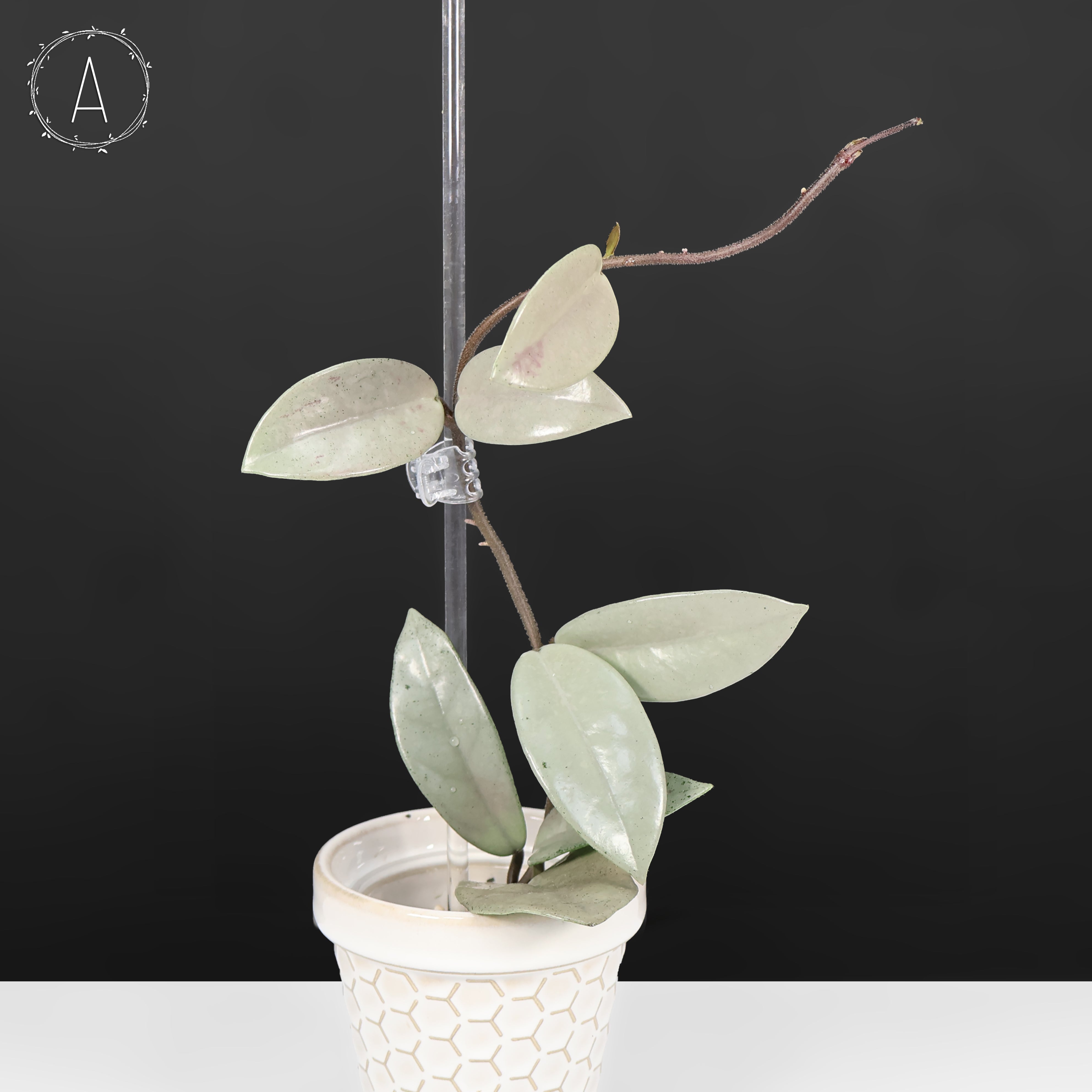 Hoya Wilbur Graves Silver – Curious Plant Killer