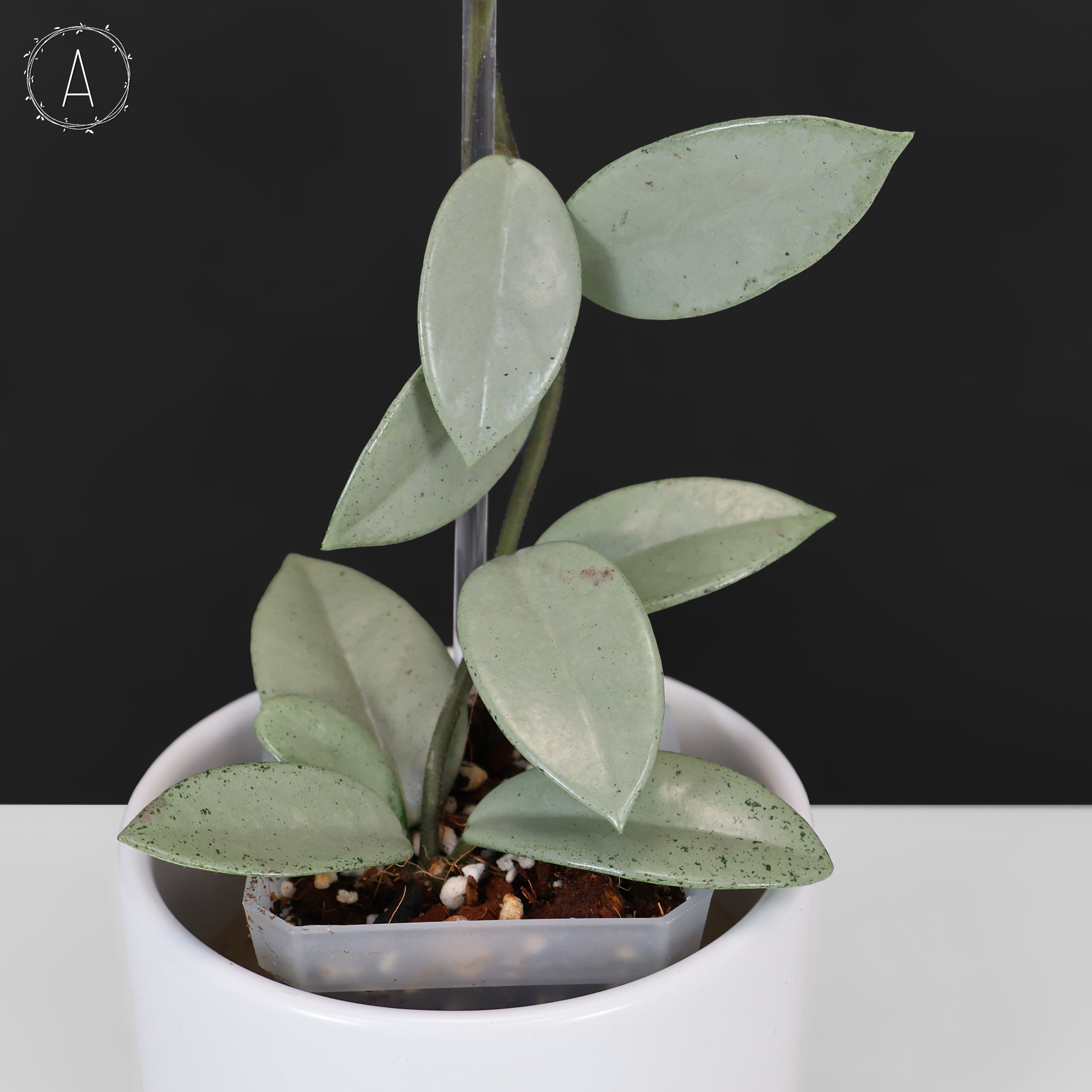 Hoya Wilbur Graves Silver – Curious Plant Killer