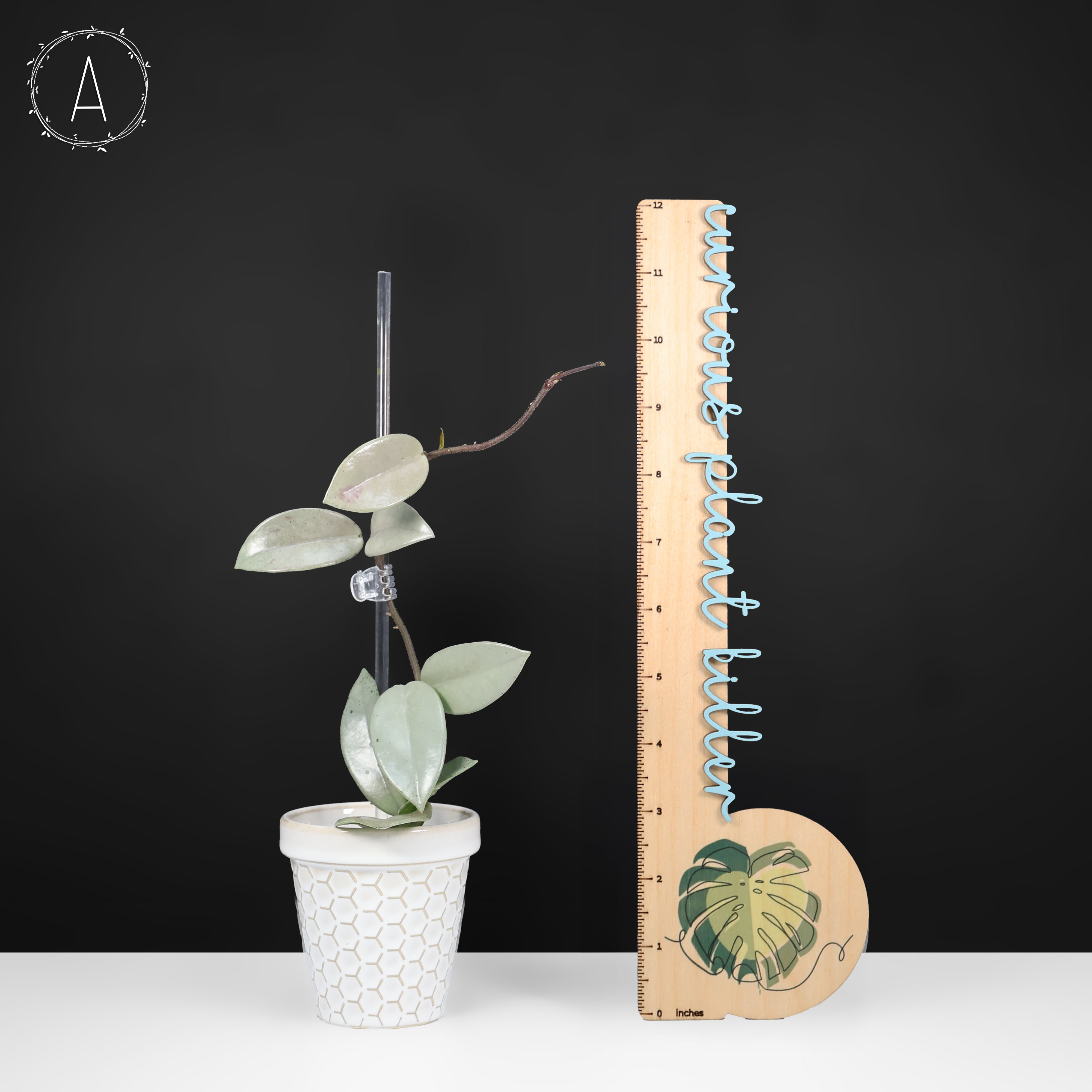 82 ホヤ　'073' ウィルバーグレイブス　フルシルバー　大株 82 ホヤ '073' ウィルバーグレイブス フルシルバー 大株