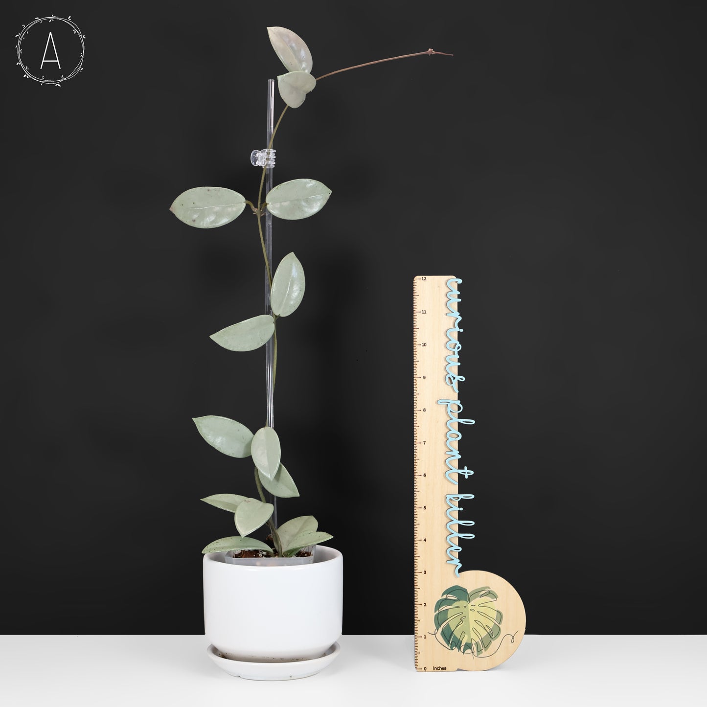 Hoya Wilbur Graves Silver