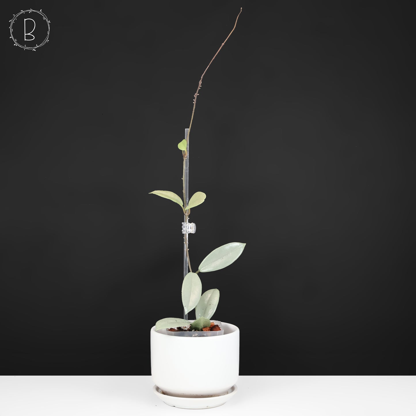 Hoya Wilbur Graves Silver