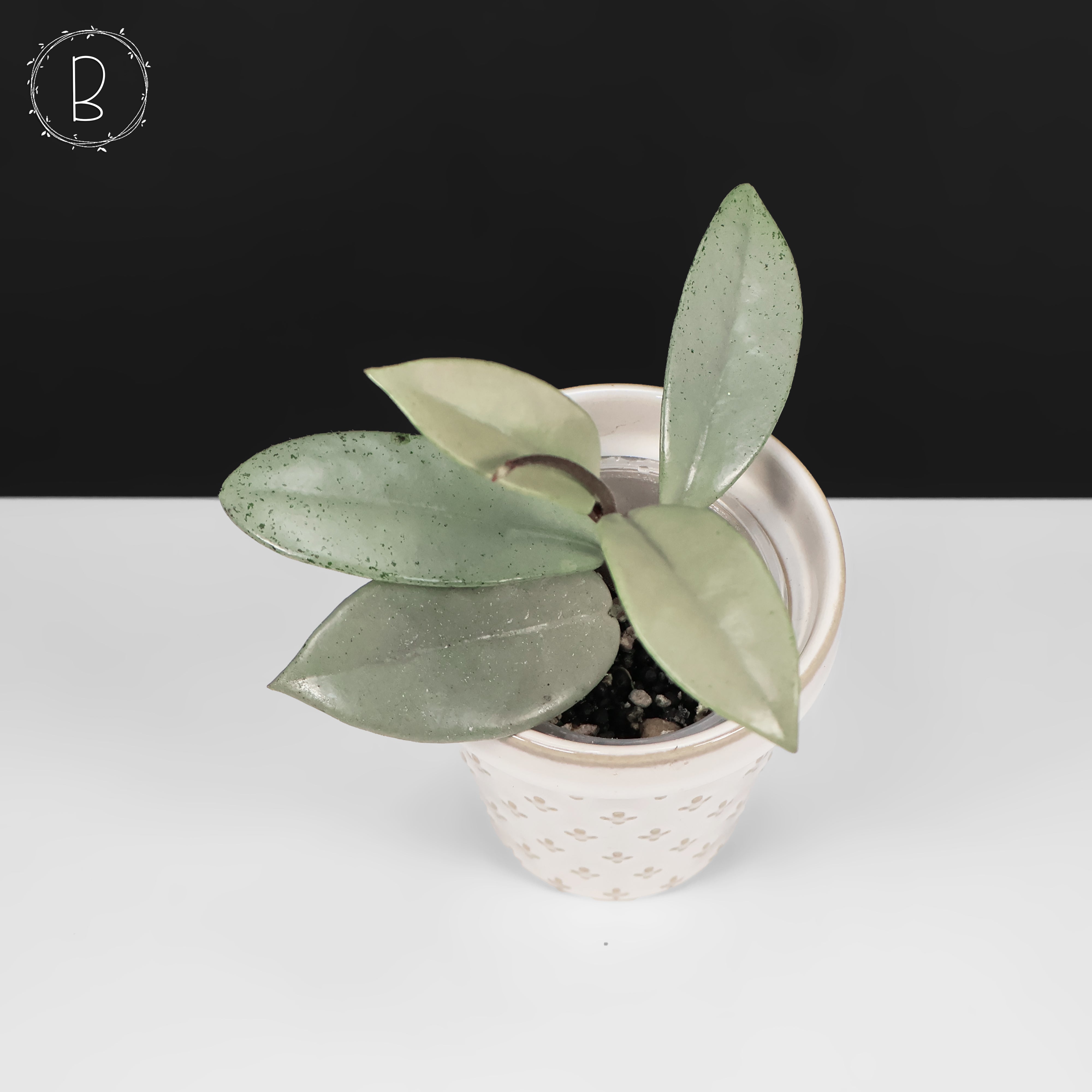 82 ホヤ　'073' ウィルバーグレイブス　フルシルバー　大株 82 ホヤ '073' ウィルバーグレイブス フルシルバー 大株