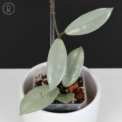 Hoya Wilbur Graves Silver