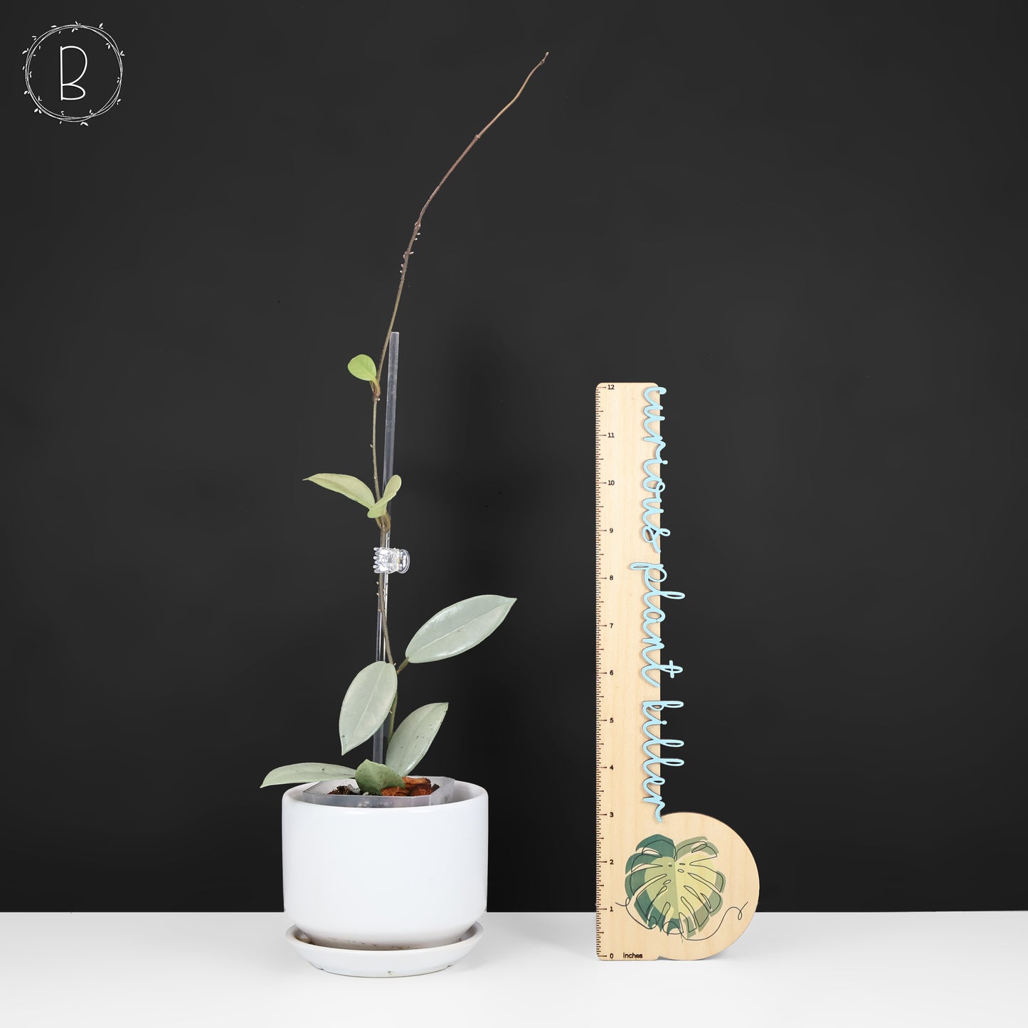 Hoya Wilbur Graves Silver