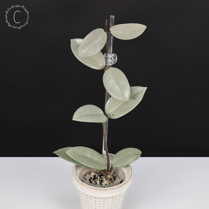 Hoya Wilbur Graves Silver