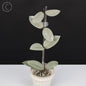 Hoya Wilbur Graves Silver