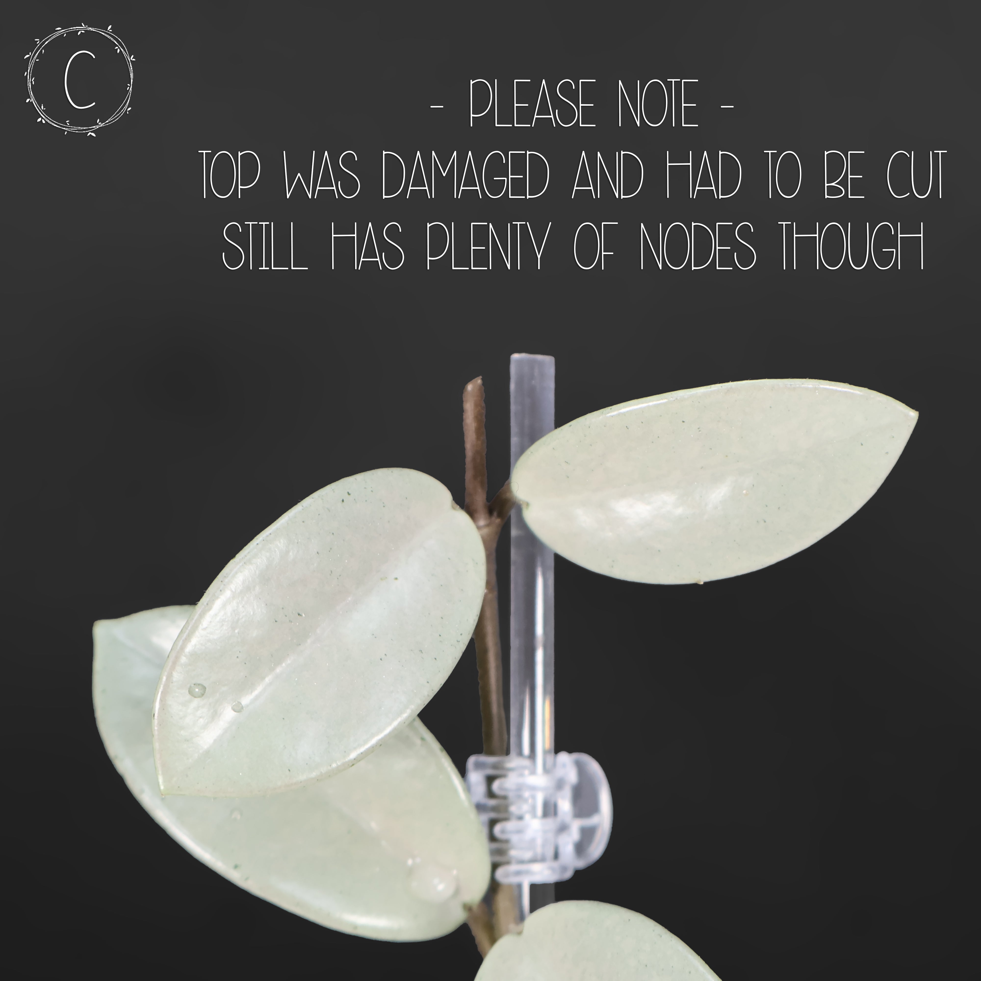 Hoya Wilbur Graves Silver – Curious Plant Killer