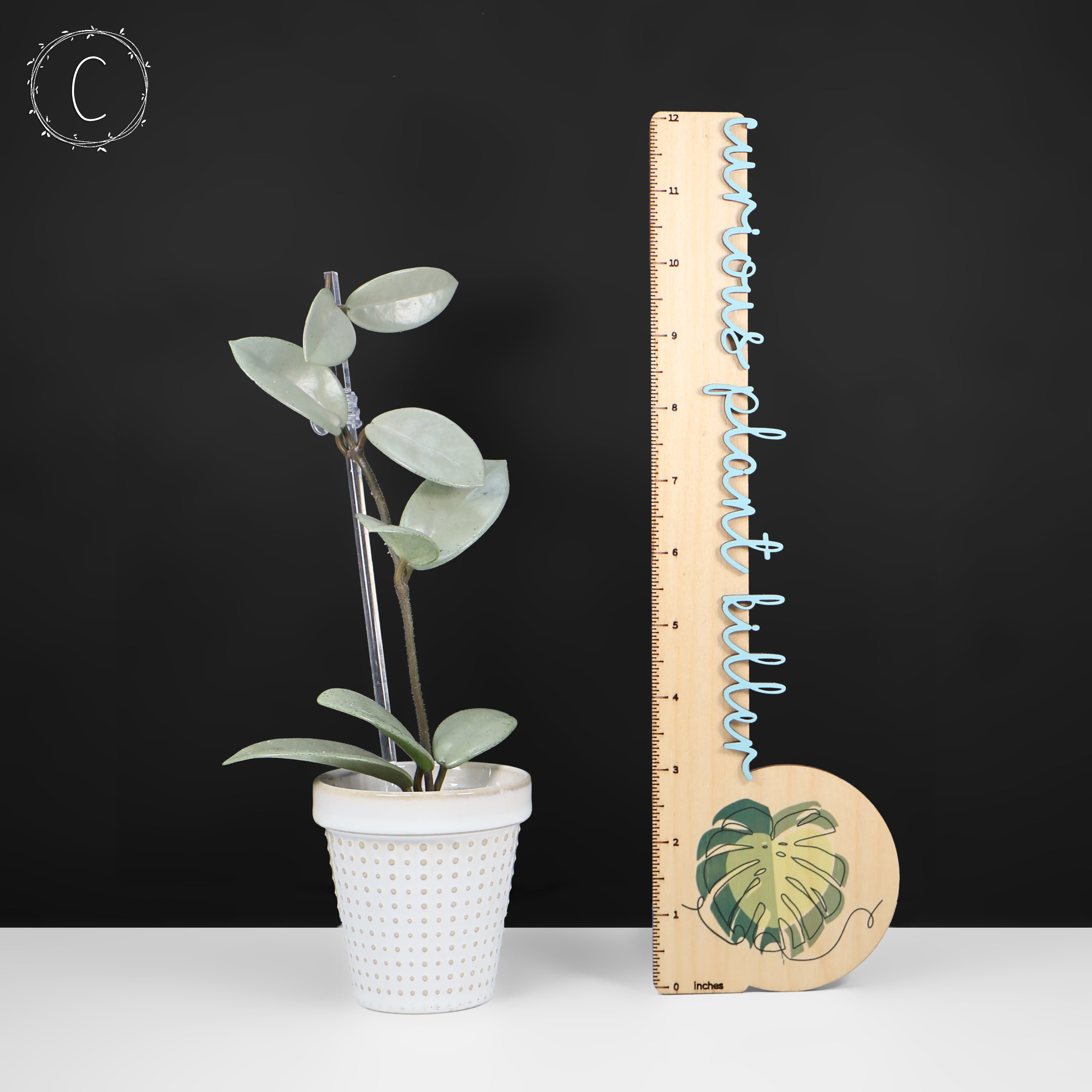 Hoya Wilbur Graves Silver – Curious Plant Killer