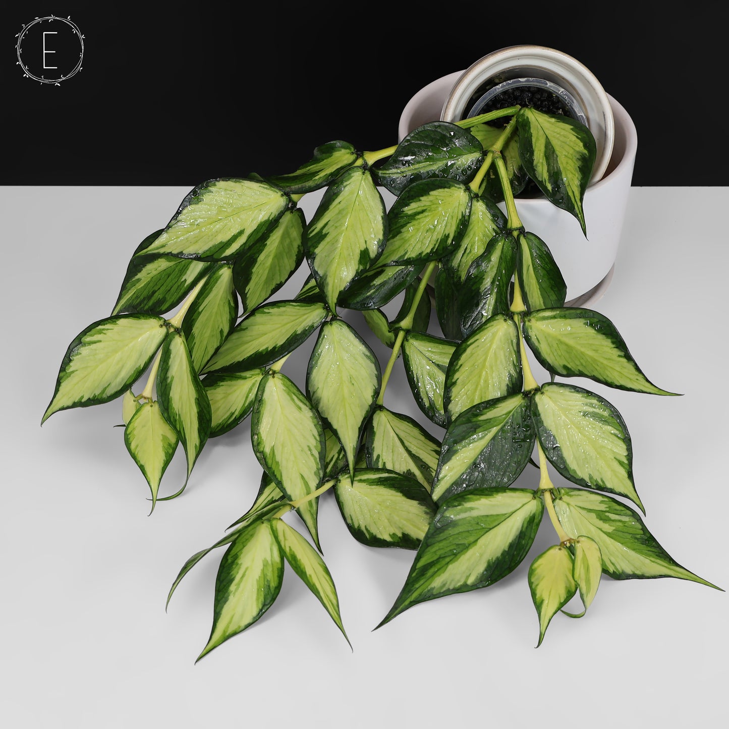 Hoya Polyneura Inner Variegated