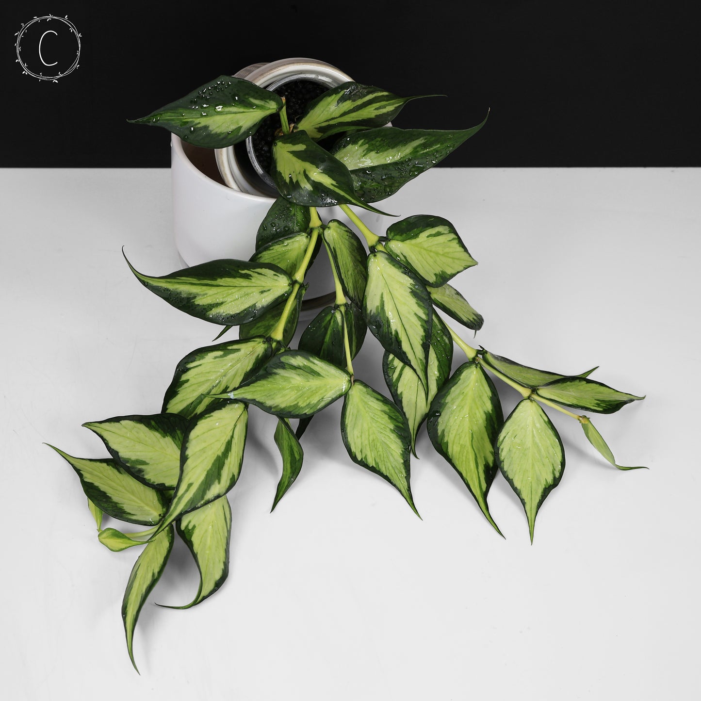 Hoya Polyneura Inner Variegated