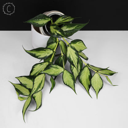 Hoya Polyneura Inner Variegated