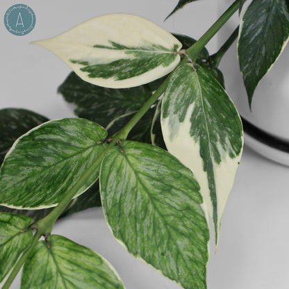 Hoya Polyneura Jasminka