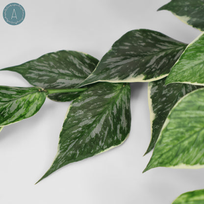 Hoya Polyneura Jasminka