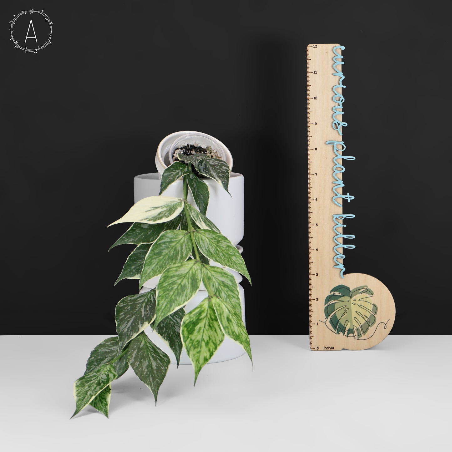 Hoya Polyneura Jasminka