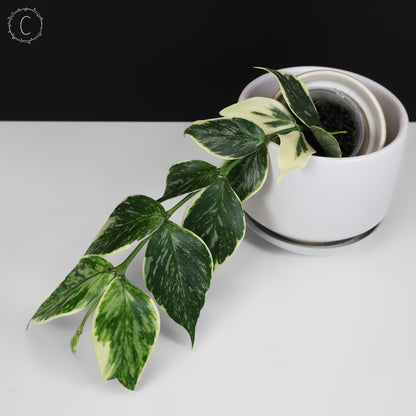 Hoya Polyneura Jasminka