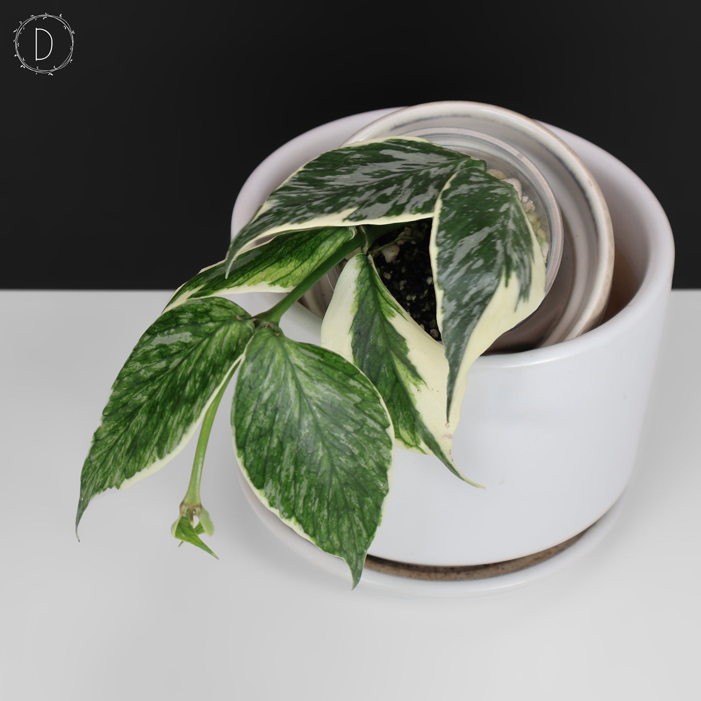 Hoya Polyneura Jasminka