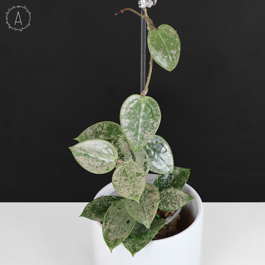 Hoya Verticillata Corazón Plateado Salpicadura