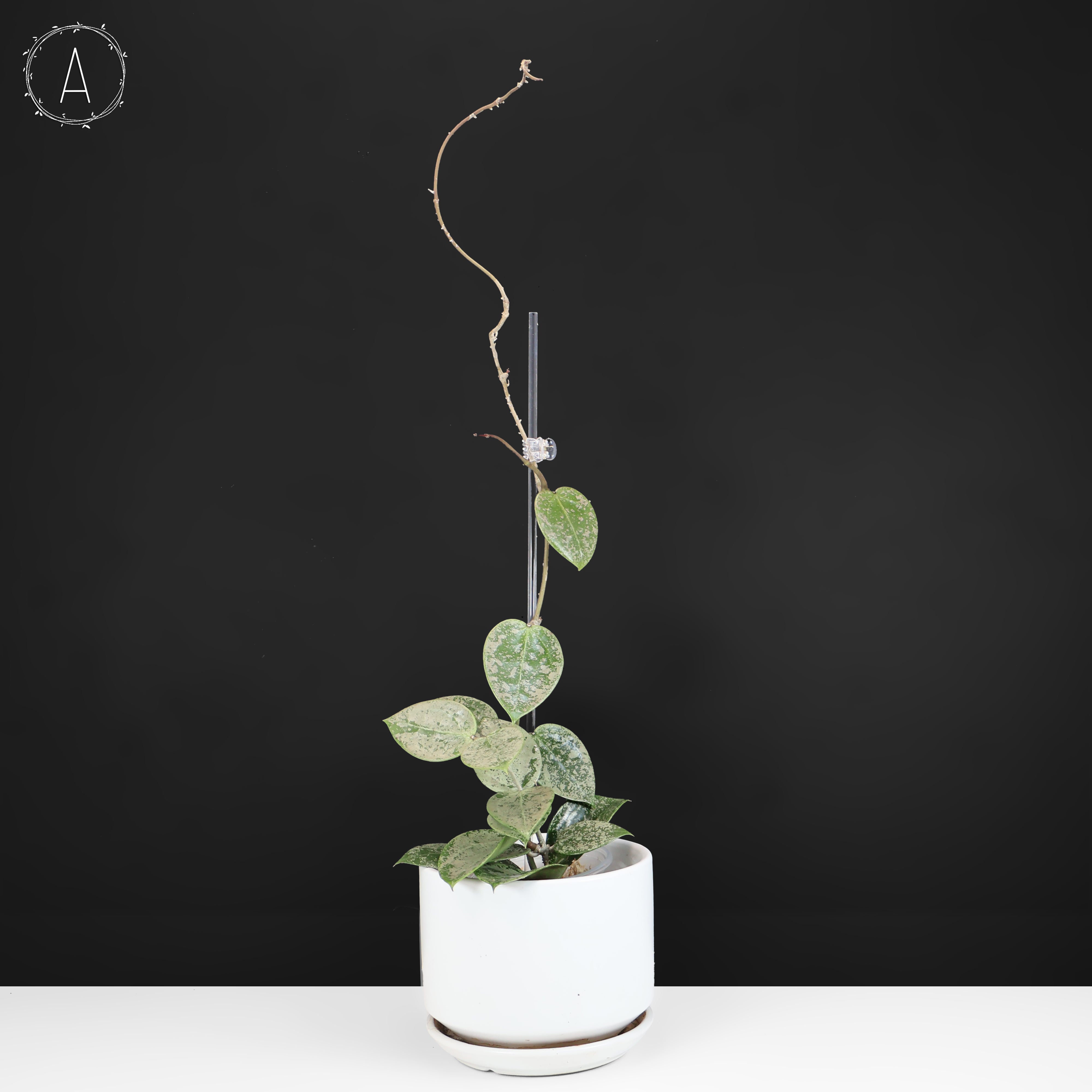 Hoya Verticillata Silver Heart Splash – Curious Plant Killer