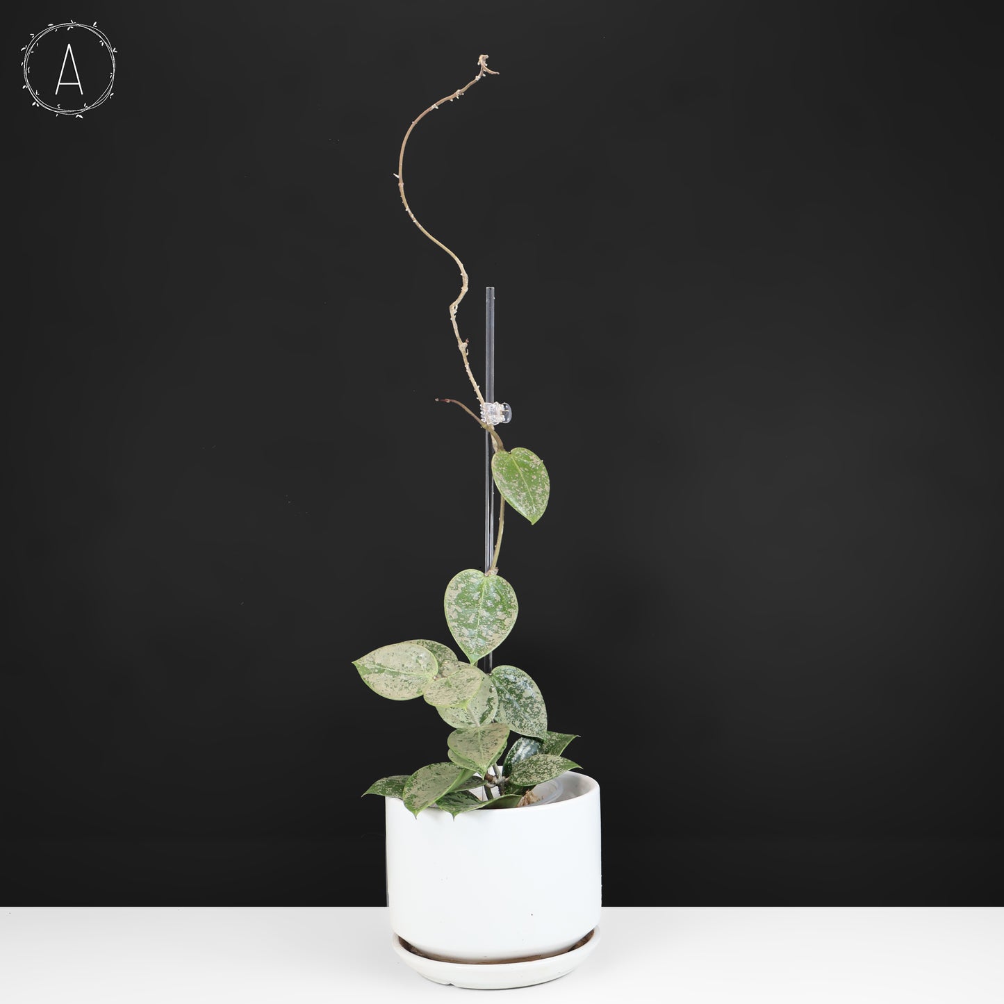 Hoya Verticillata Silver Heart Splash