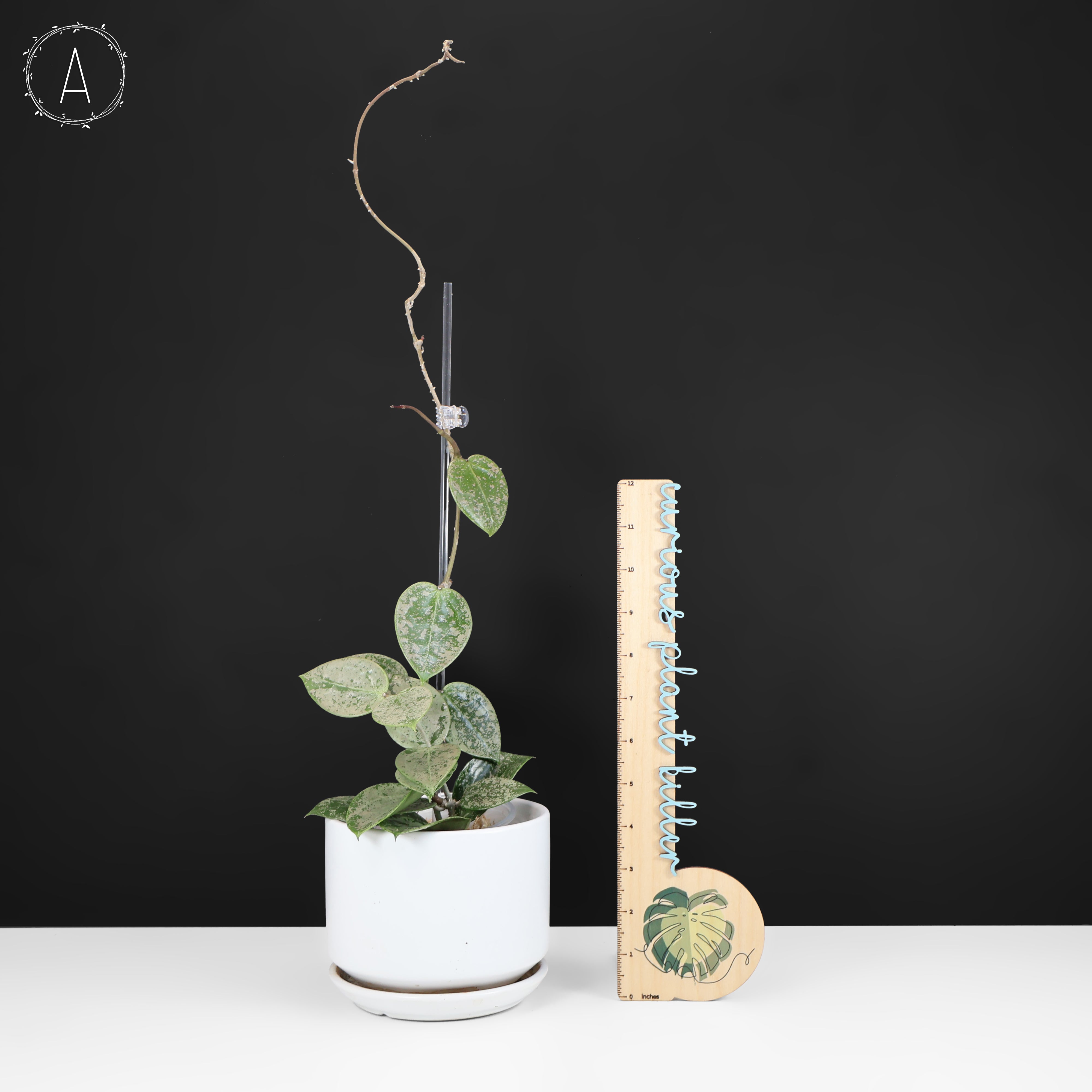 その他観葉植物 Hoya Veilata silver heart Hoya Verticillata Silver Heart Splash – Curious Plant Killer