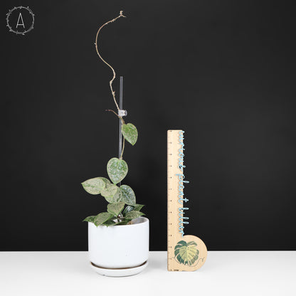 Hoya Verticillata Silver Heart Splash