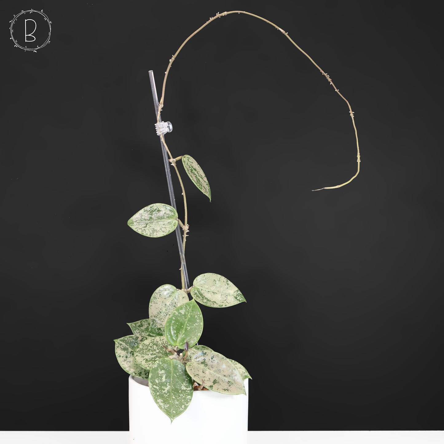 Hoya Verticillata Silver Heart Splash