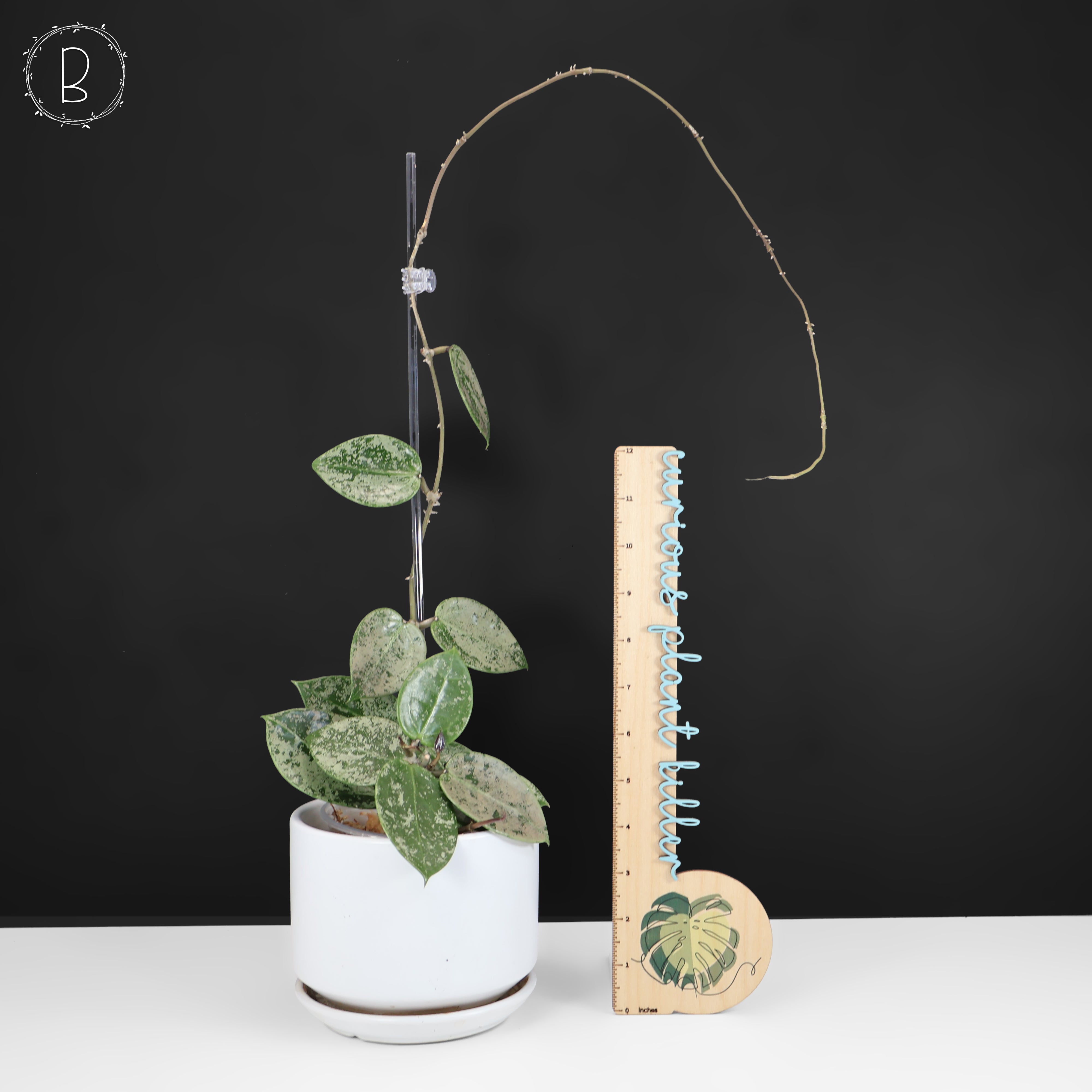 Hoya Verticillata Silver Heart Splash – Curious Plant Killer